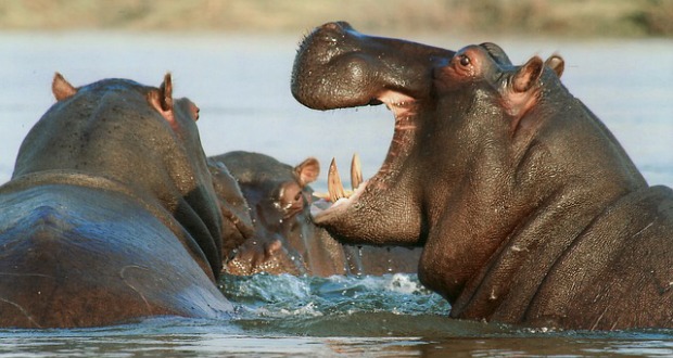 Nijlpaard - Quick guide Afrika