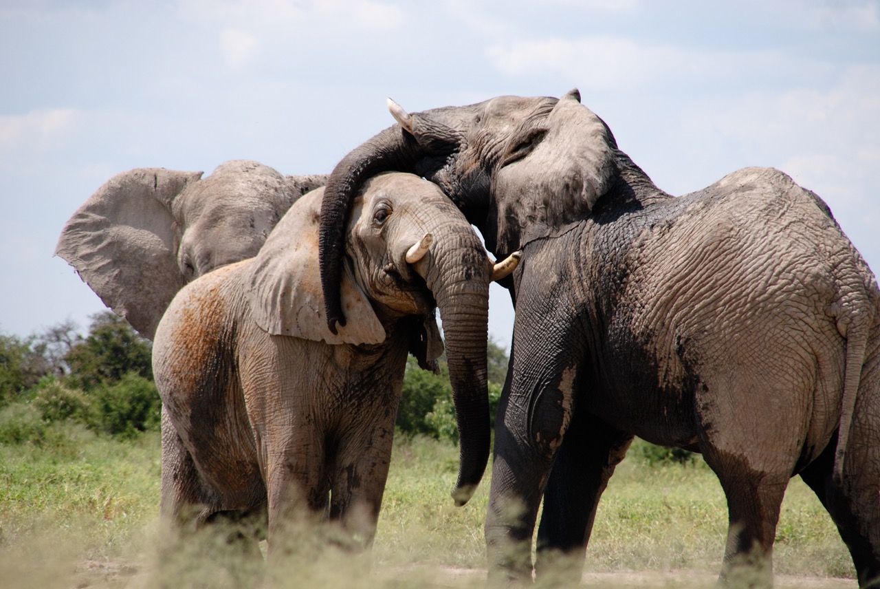 olifanten in afrika