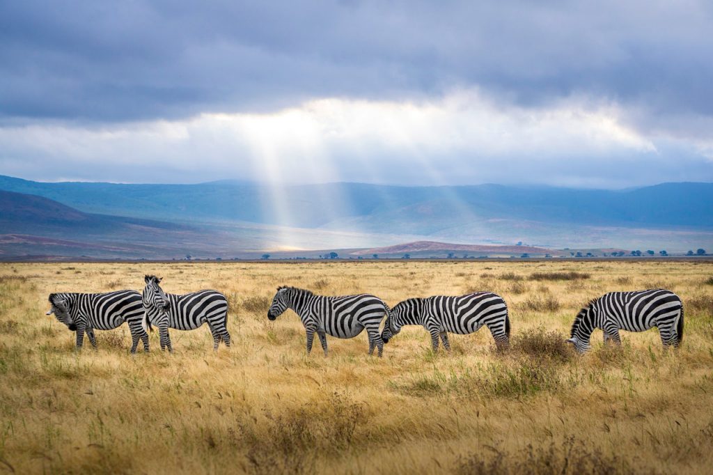 Safari Tanzania - Need to Travel