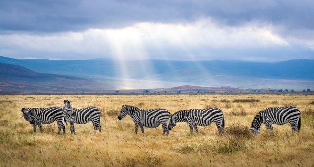 Safari Tanzania - Need to Travel