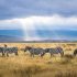 Safari Tanzania - Need to Travel